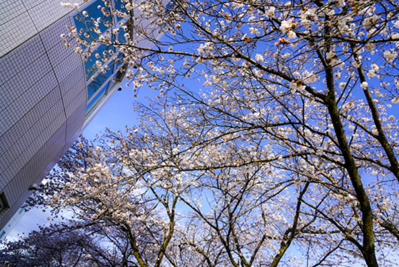 山梨開発センターの桜